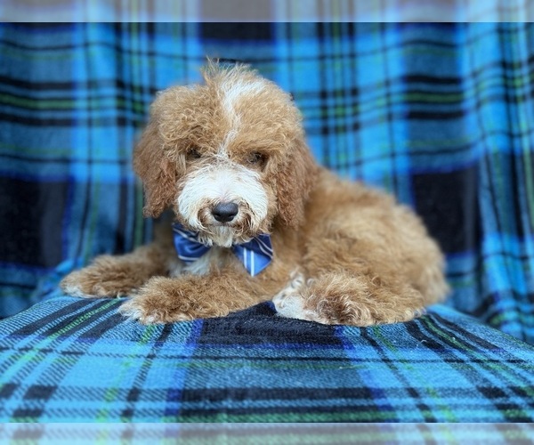 Medium Photo #8 Cockapoo (Miniature) Puppy For Sale in LAKELAND, FL, USA