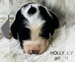 Small Photo #14 Sheepadoodle Puppy For Sale in BUFFALO, MN, USA