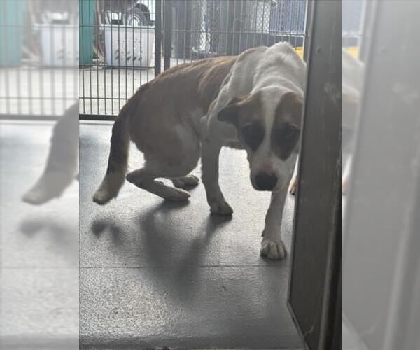 Medium Photo #1 Siberian Husky-Unknown Mix Puppy For Sale in Tracy, CA, USA