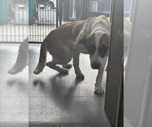 Siberian Husky-Unknown Mix Dogs for adoption in Tracy, CA, USA