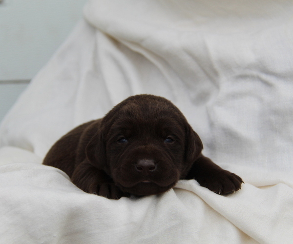 Medium Photo #1 Labrador Retriever Puppy For Sale in HYDE PARK, VT, USA
