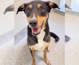 DEXTER - Male Rottweiler-Unknown Mix Dog for Adoption - Photo #2