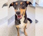 Small Photo #2 Rottweiler-Unknown Mix Puppy For Sale in Houston, TX, USA