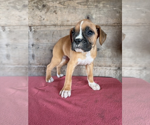 Medium Photo #19 Boxer Puppy For Sale in VERMONTVILLE, MI, USA