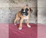 Litter of 9 - Male(s) and Female(s) BoxerLitter of Puppies for Sale - Photo #19