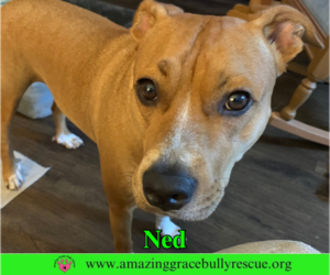Ned - Male American Pit Bull Terrier-Unknown Mix Dog for Adoption - Photo #2