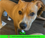 Small #1 American Pit Bull Terrier Mix