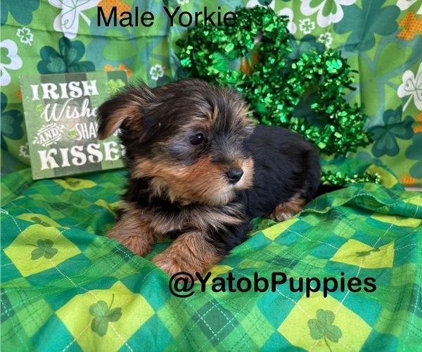 Medium Photo #1 Yorkshire Terrier Puppy For Sale in CENTER HILL, FL, USA