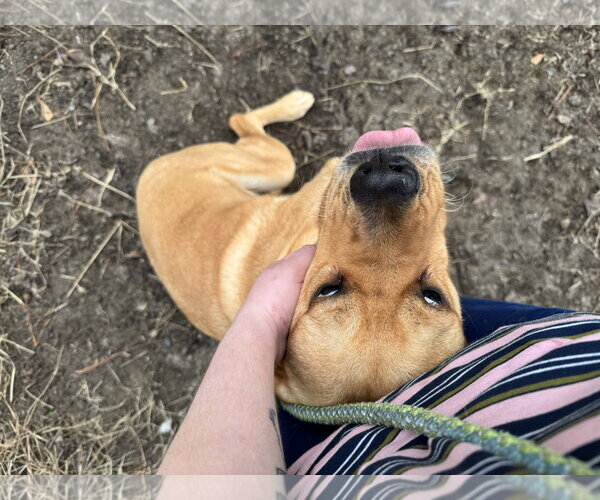 Medium Photo #16 Labrador Retriever-Unknown Mix Puppy For Sale in Garner, NC, USA