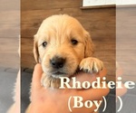 Small #11 Golden Retriever