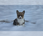 Puppy Brown Girl Pembroke Welsh Corgi