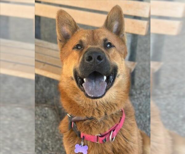 Medium Photo #5 Chow Chow-German Shepherd Dog Mix Puppy For Sale in Woodland, CA, USA
