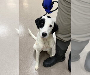 Mutt Dogs for adoption in La Porte, IN, USA