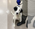 June - Female Mutt Dog for Adoption - Small photo