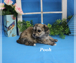 Small #12 Poodle (Toy)