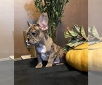 Small Photo #8 French Bulldog Puppy For Sale in PITTSBURG, CA, USA