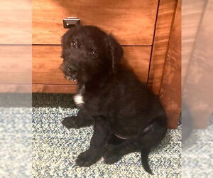 Labrador Retriever Dogs for adoption in Wheaton, IL, USA