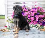 Puppy Dolly German Shepherd Dog
