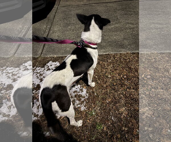 Medium Photo #9 Mutt Puppy For Sale in Holly Springs, NC, USA