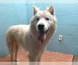 Siberian Husky Dogs for adoption in Downey, CA, USA