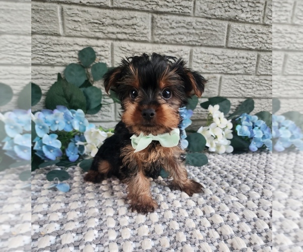 Medium Photo #1 Yorkshire Terrier Puppy For Sale in INDIANAPOLIS, IN, USA