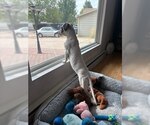 Small #7 American Pit Bull Terrier-Dachshund Mix
