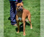 Small #4 Boxer-German Shepherd Dog Mix