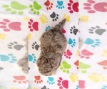 Small #15 ShihPoo