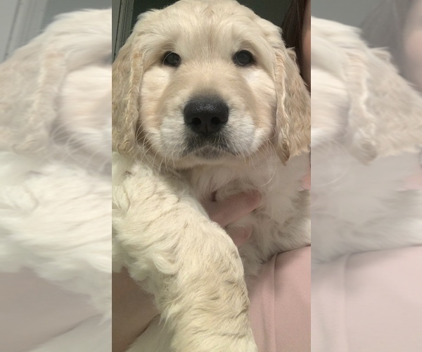 Medium Photo #18 Goldendoodle Puppy For Sale in COATESVILLE, PA, USA