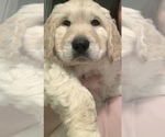 Small Photo #18 Goldendoodle Puppy For Sale in COATESVILLE, PA, USA
