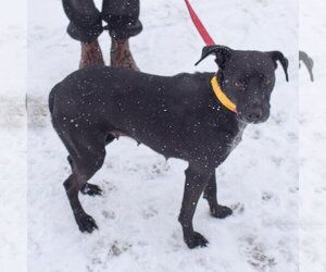 Pepper - Female Beagle-Unknown Mix Dog for Adoption - Photo #3