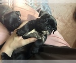 Puppy Raina Frenchie Pug