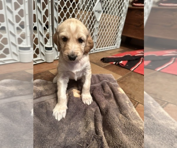 Medium Photo #6 Afghan Hound Puppy For Sale in VIDALIA, GA, USA