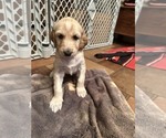 Puppy Jess Afghan Hound