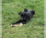 Small #18 Great Dane