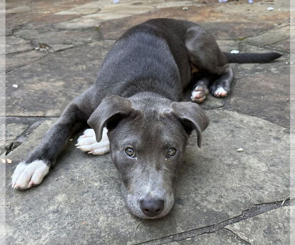 Medium Photo #4 Labrador Retriever-Unknown Mix Puppy For Sale in The Woodlands, TX, USA