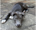 Small #3 Labrador Retriever Mix