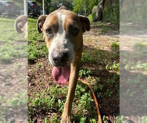 American Staffordshire Terrier Dogs for adoption in Fort Lauderdale, FL, USA