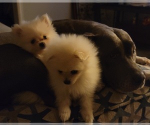 Pomeranian Dogs for adoption in SAINT PAUL, MN, USA