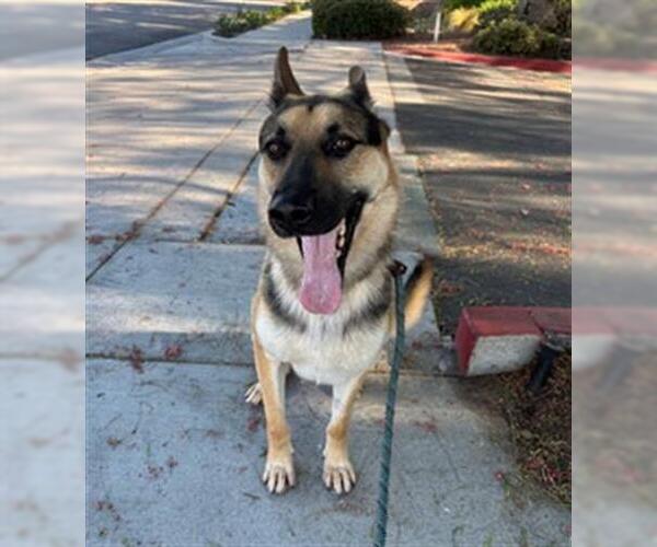 Medium Photo #2 German Shepherd Dog-Unknown Mix Puppy For Sale in Redlands, CA, USA