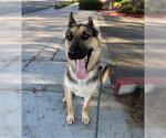 Small #1 German Shepherd Dog Mix