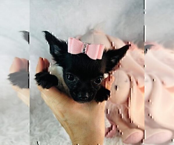 Medium Photo #13 Chihuahua Puppy For Sale in NAPLES, FL, USA