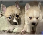 Small #63 Pomsky