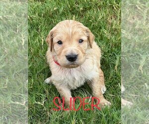Goldendoodle Puppy for sale in CHINA SPRING, TX, USA