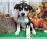 Image preview for Ad Listing. Nickname: Farm Collies