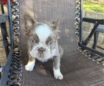 Small #5 French Bulldog