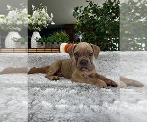 Olde English Bulldogge Puppy for Sale in GREENFIELD, Indiana USA