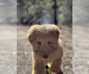 Goldendoodle Puppy for sale in NEWPORT NEWS, VA, USA