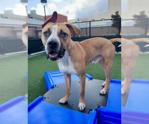 Mutt Dogs for adoption in San Francisco, CA, USA