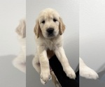 Small Photo #1 Golden Retriever Puppy For Sale in EASTVALE, CA, USA